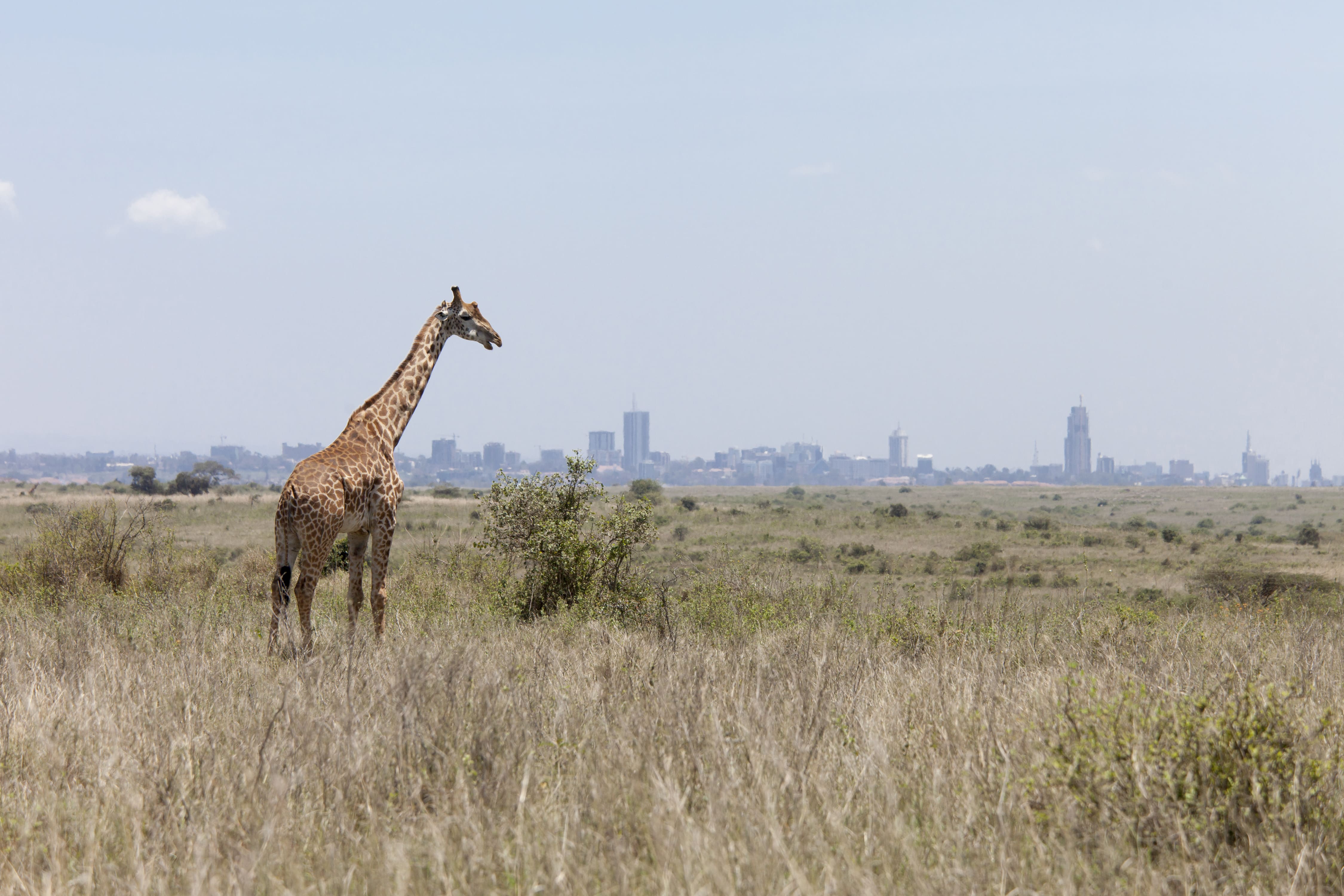 Nairobi City Tours